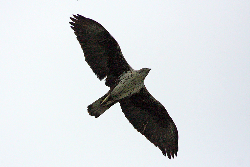 Bonelli`s Eagle