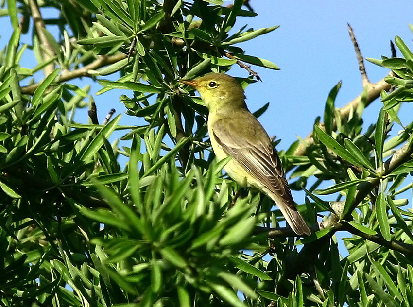 Icterine Warbler