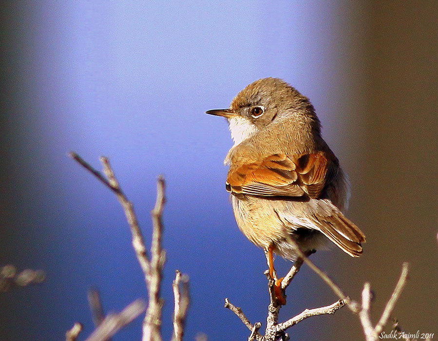 Spectacled Warbler
