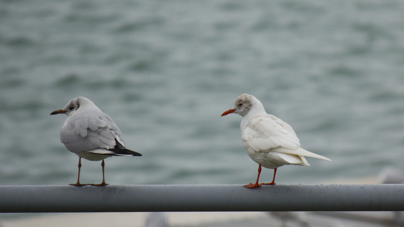Black-headed Gull