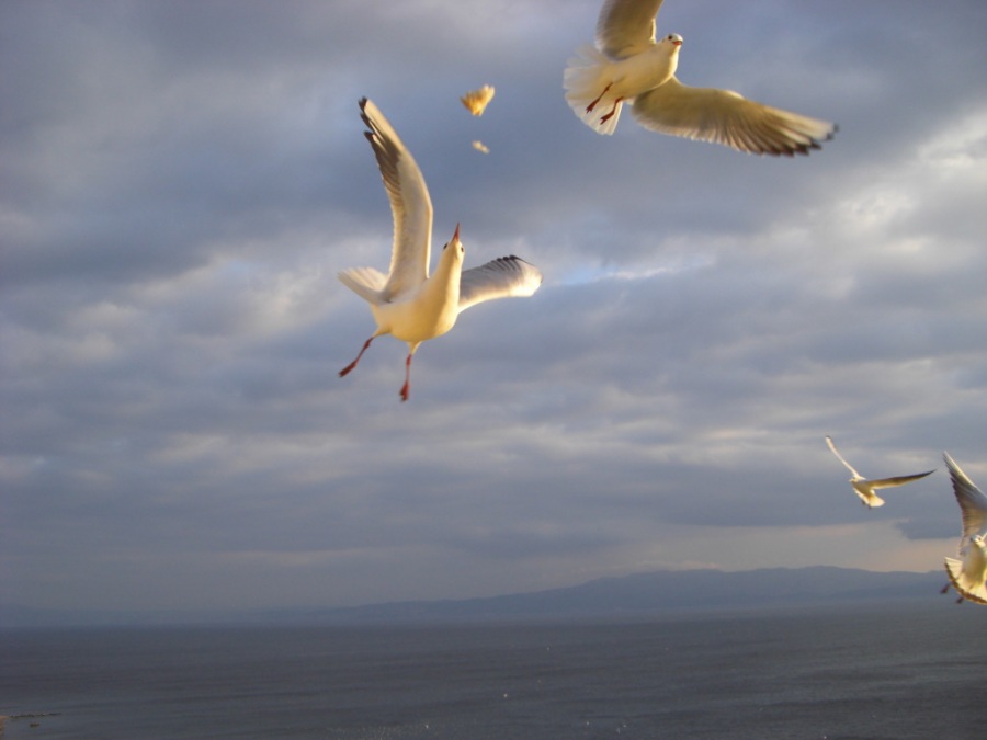 Black-headed Gull