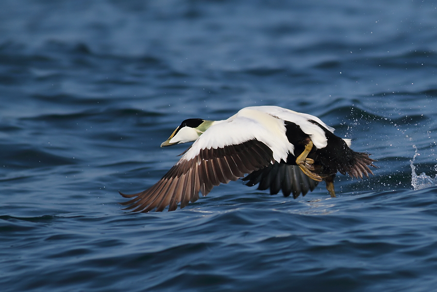 Common Eider