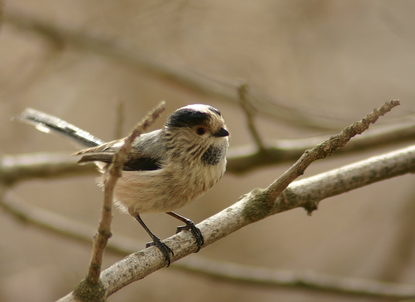 Long-tailed Tit