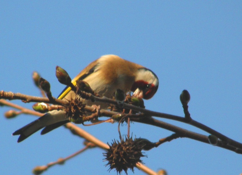 European Goldfinch