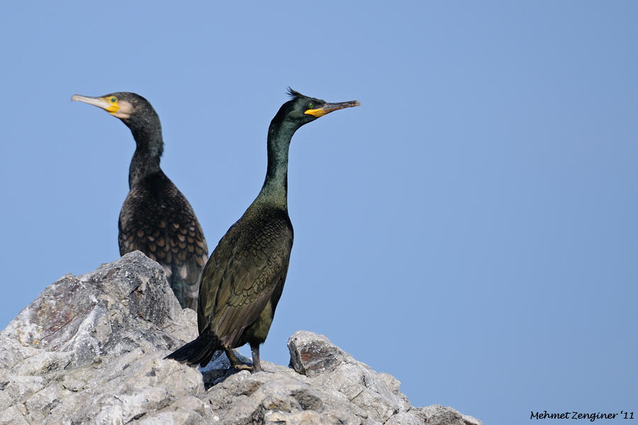 European Shag
