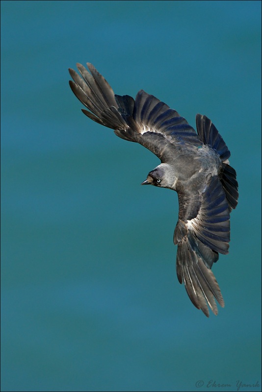 Western Jackdaw