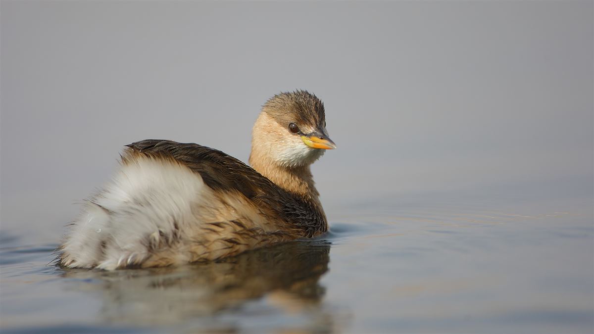 Little Grebe
