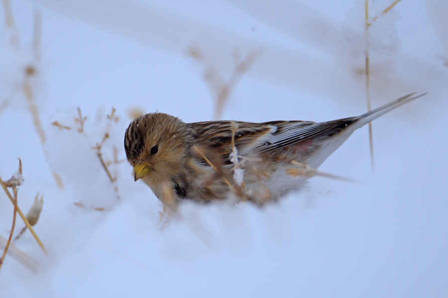 Twite