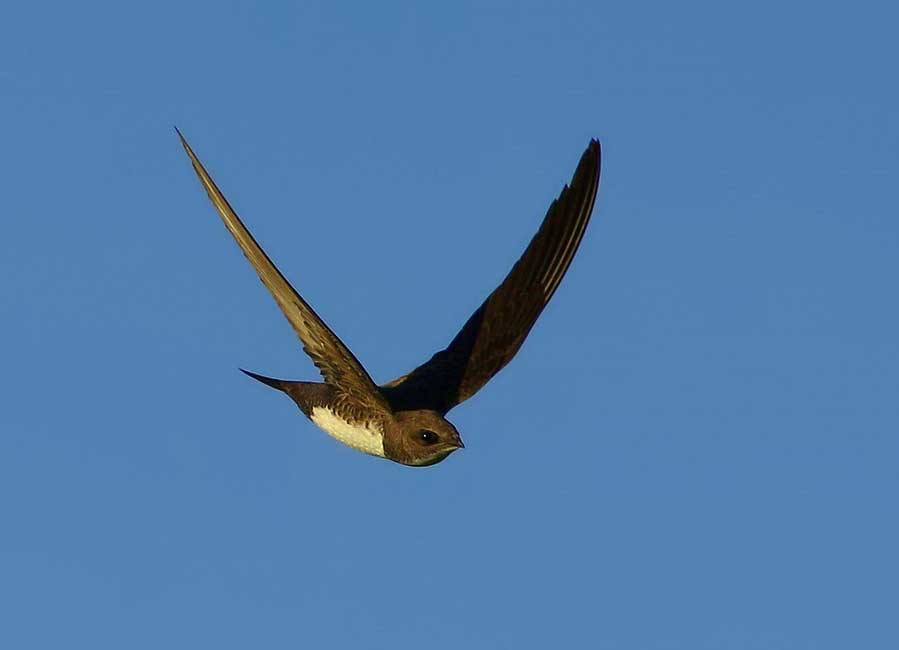 Alpine Swift