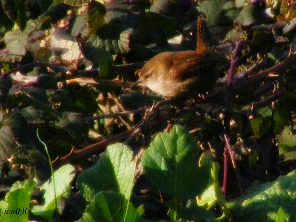 Eurasian Wren