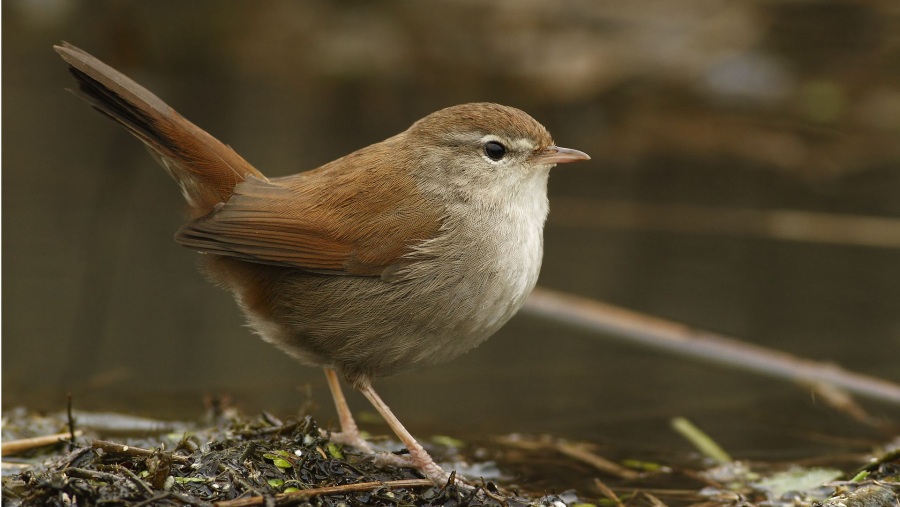 Cetti`s Warbler