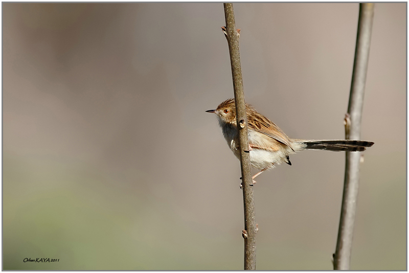 Delicate Prinia