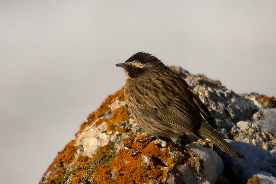 Radde`s Accentor
