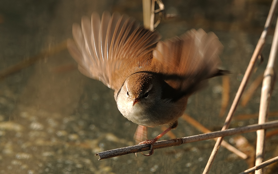 Cetti`s Warbler