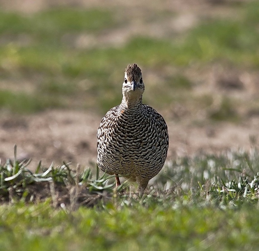 Black Francolin