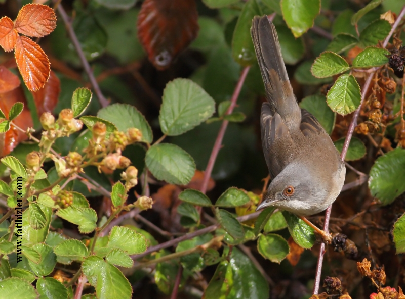 Sardinian Warbler