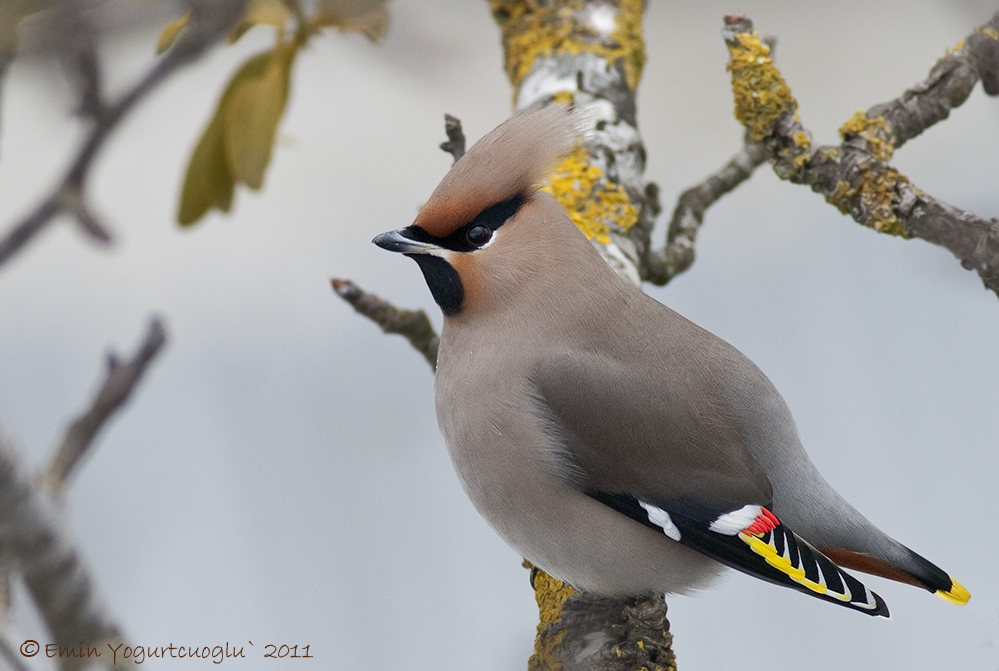 Bohemian Waxwing