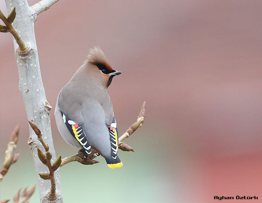 Bohemian Waxwing