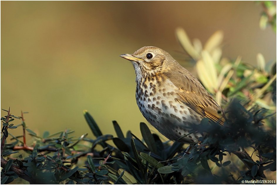 Song Thrush