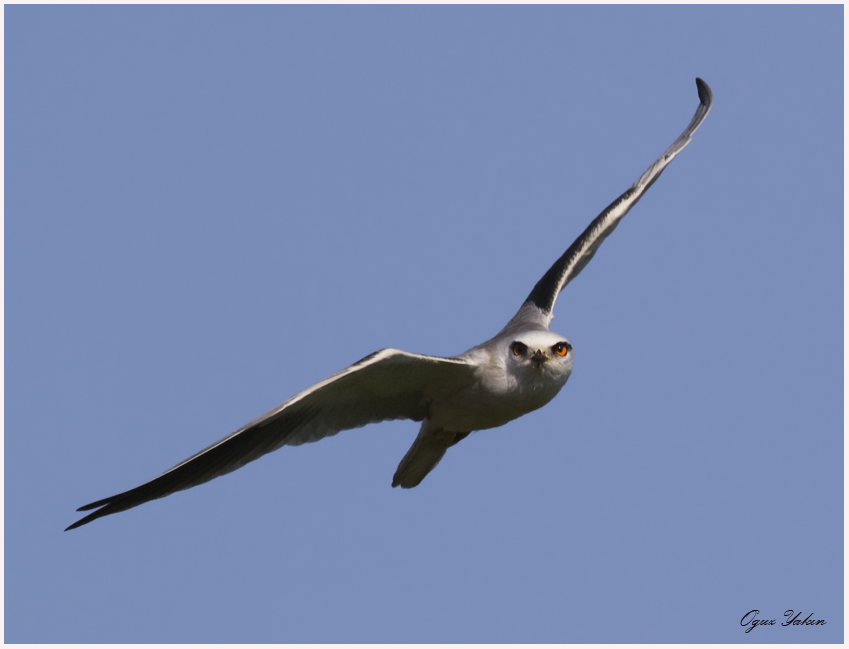 Black-winged Kite