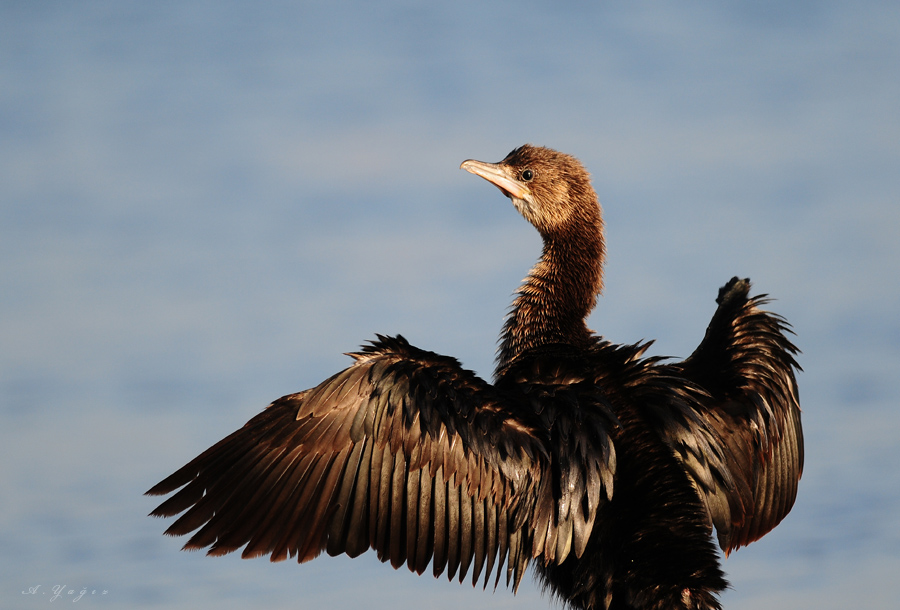Pygmy Cormorant