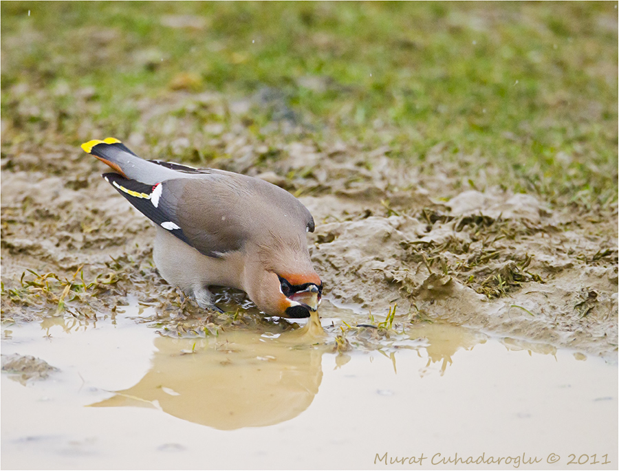 Bohemian Waxwing