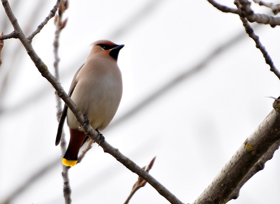 Bohemian Waxwing