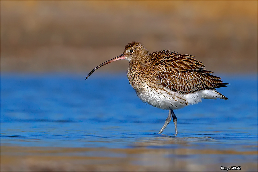 Eurasian Curlew