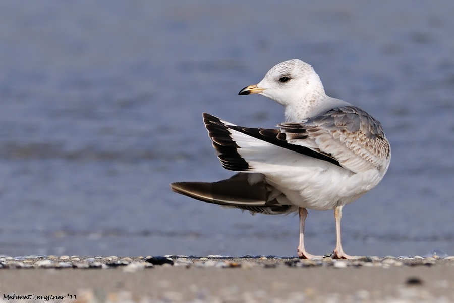 Common Gull