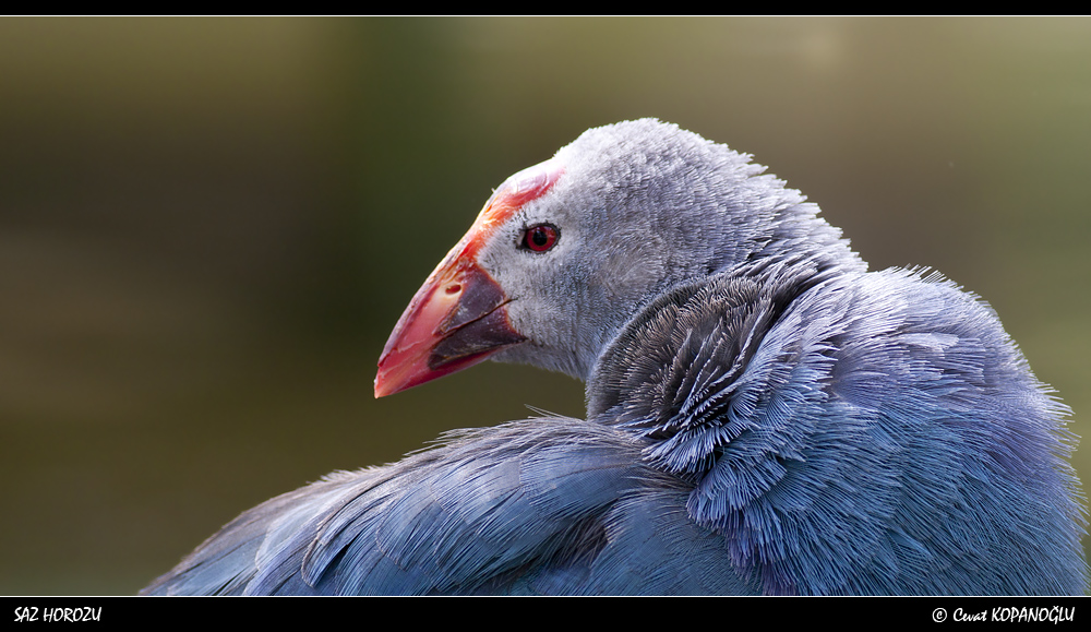 Grey-headed Swamphen