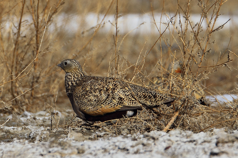 Black-bellied Sandgrouse