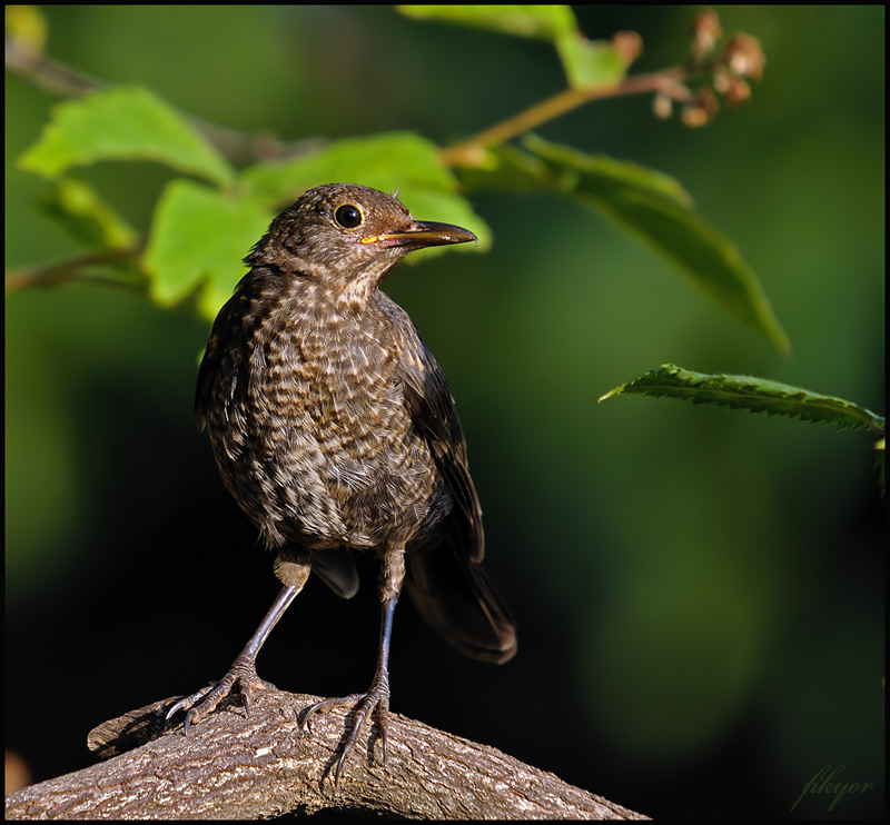 Common Blackbird