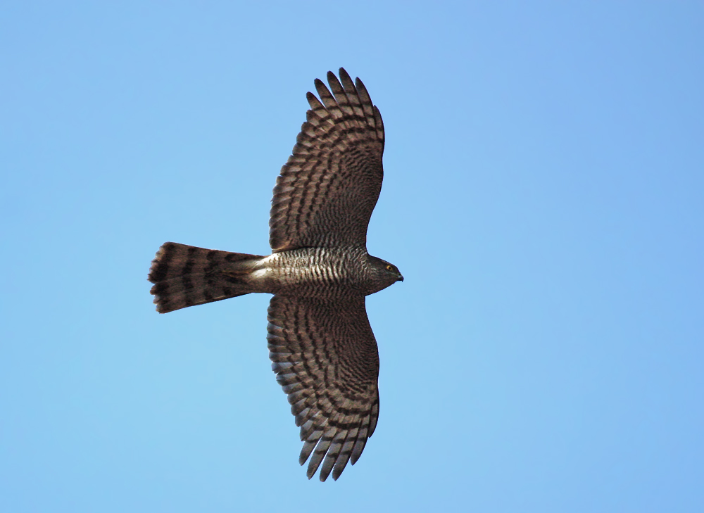Eurasian Sparrowhawk