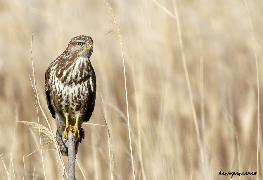 Common Buzzard
