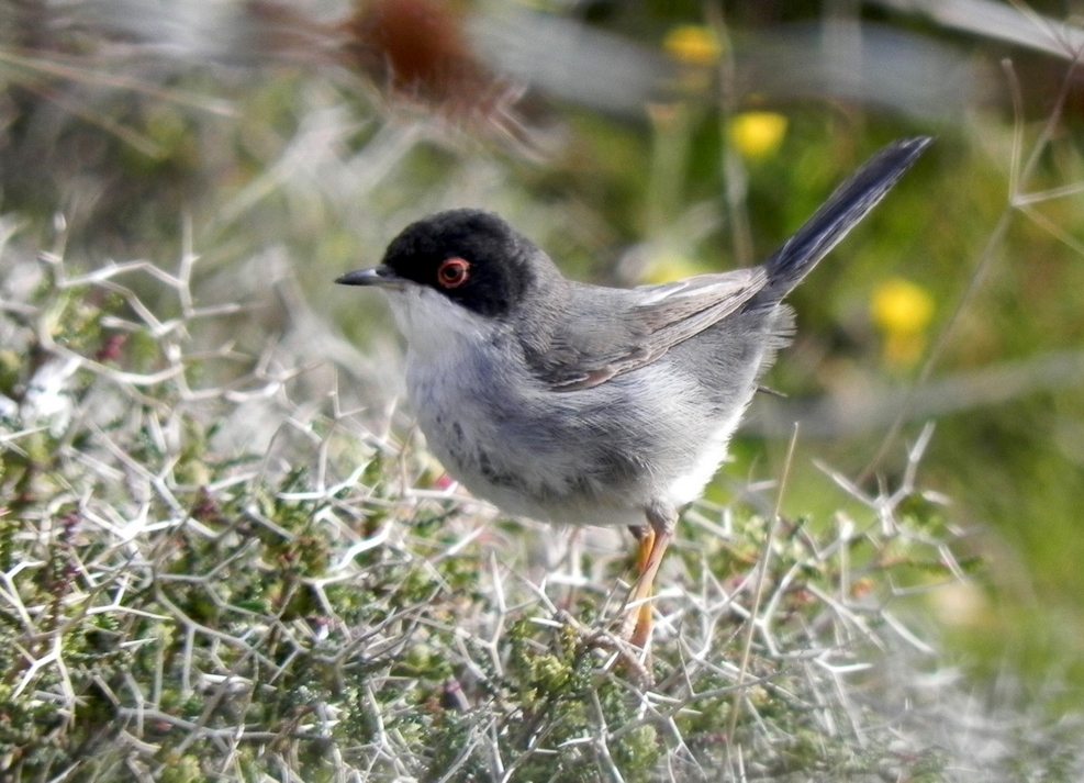 Sardinian Warbler