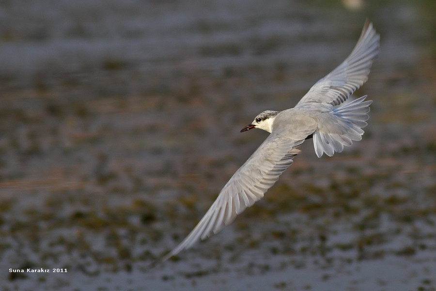 Whiskered Tern