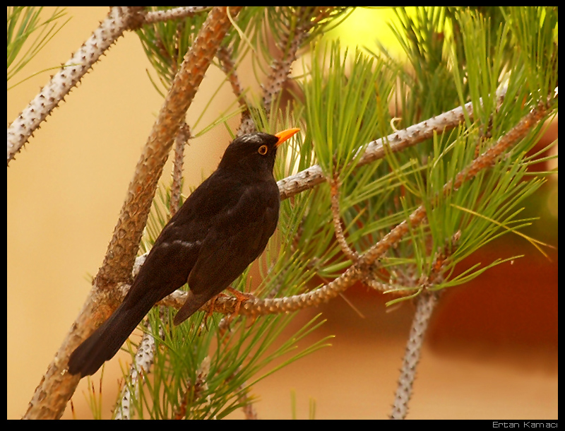 Common Blackbird