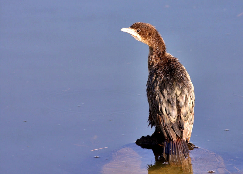 Pygmy Cormorant