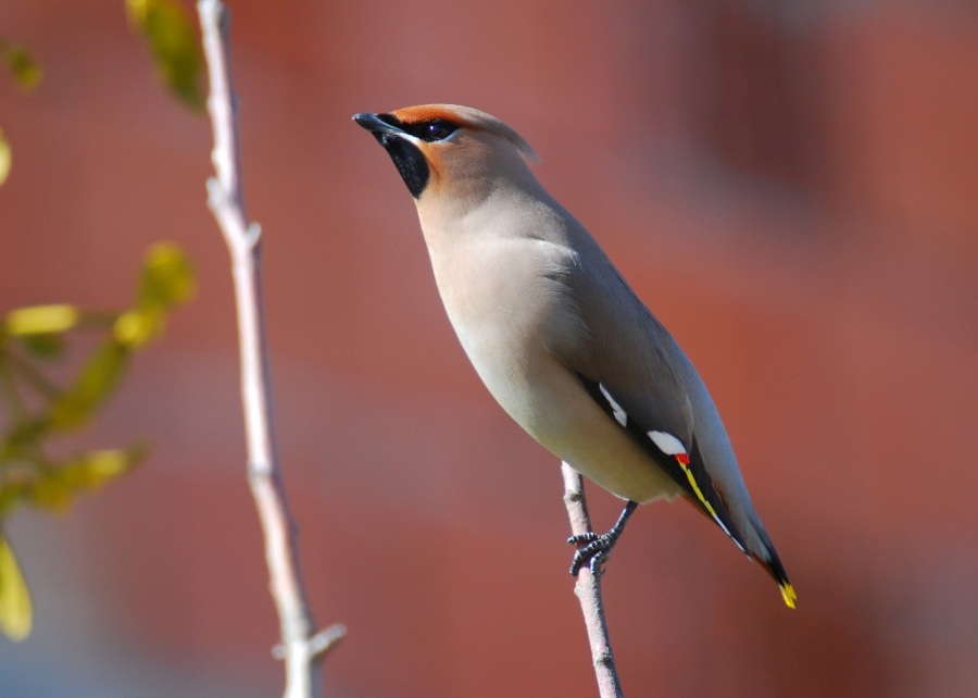 Bohemian Waxwing