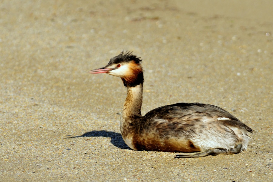 Great Crested Grebe
