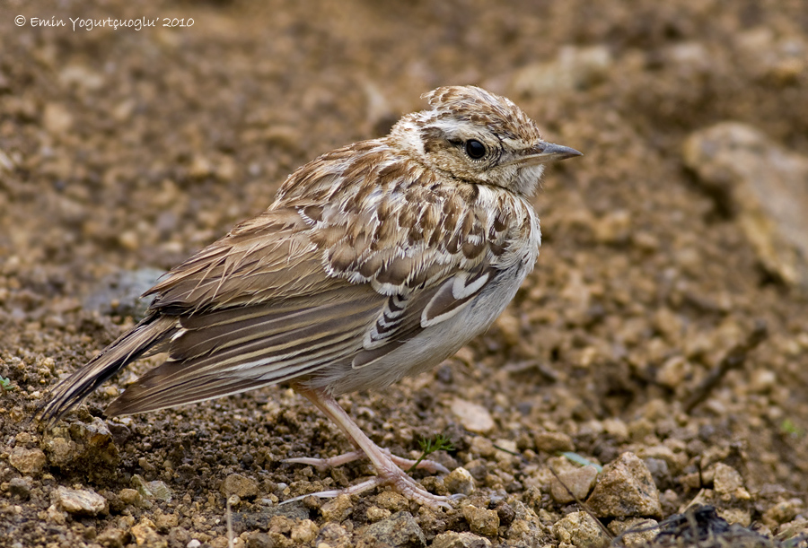 Woodlark