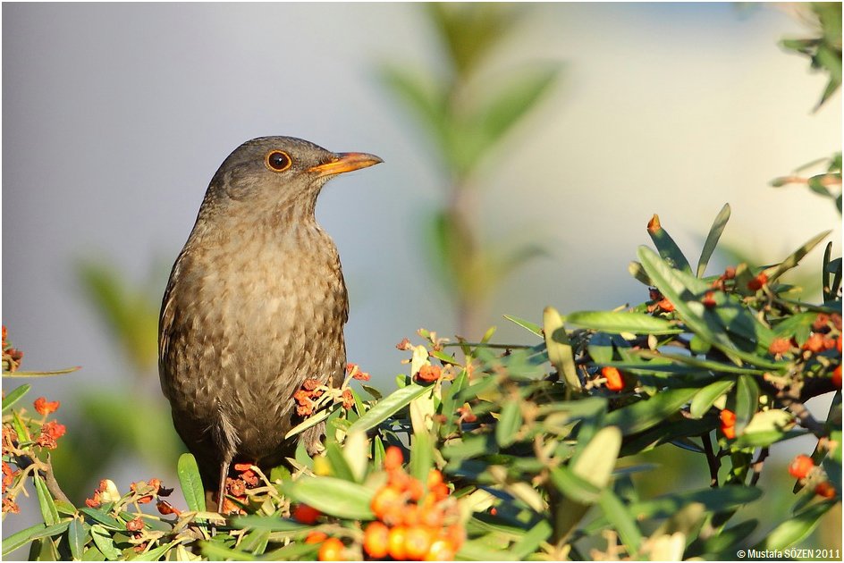 Common Blackbird