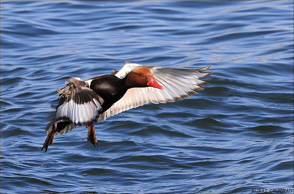 Red-crested Pochard