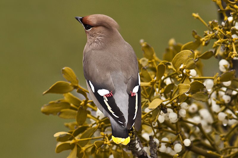 Bohemian Waxwing