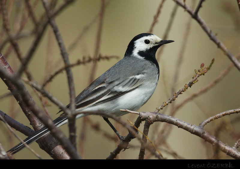 White Wagtail