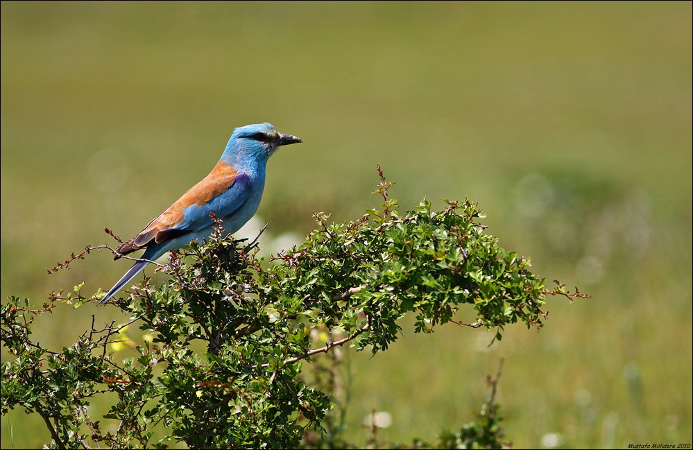 European Roller