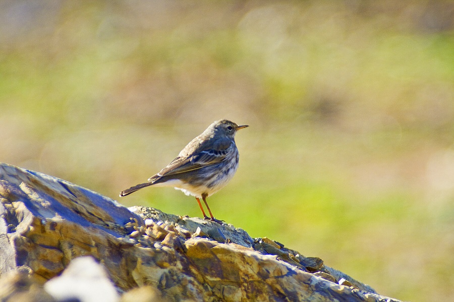 Water Pipit