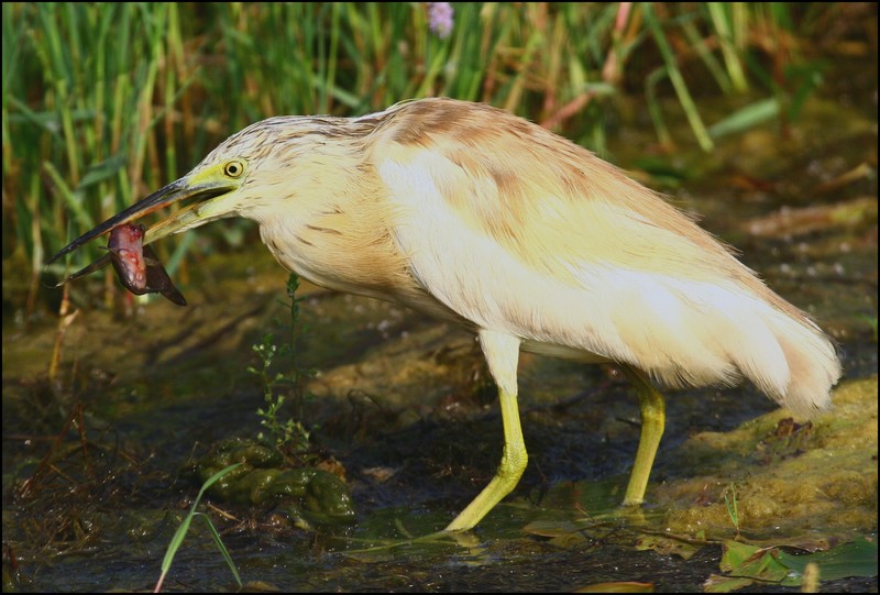 Squacco Heron