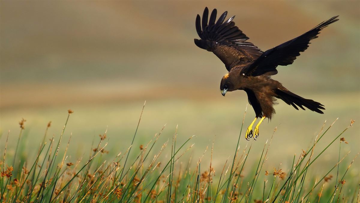 Western Marsh Harrier