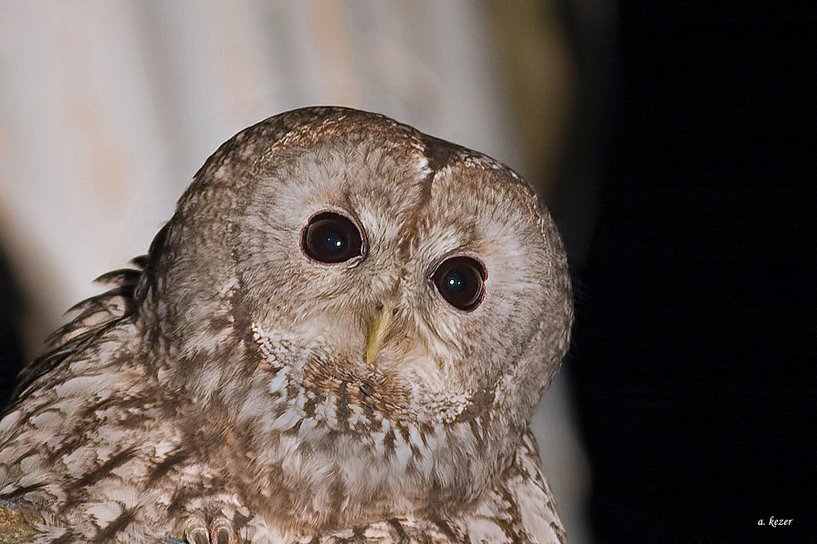 Tawny Owl